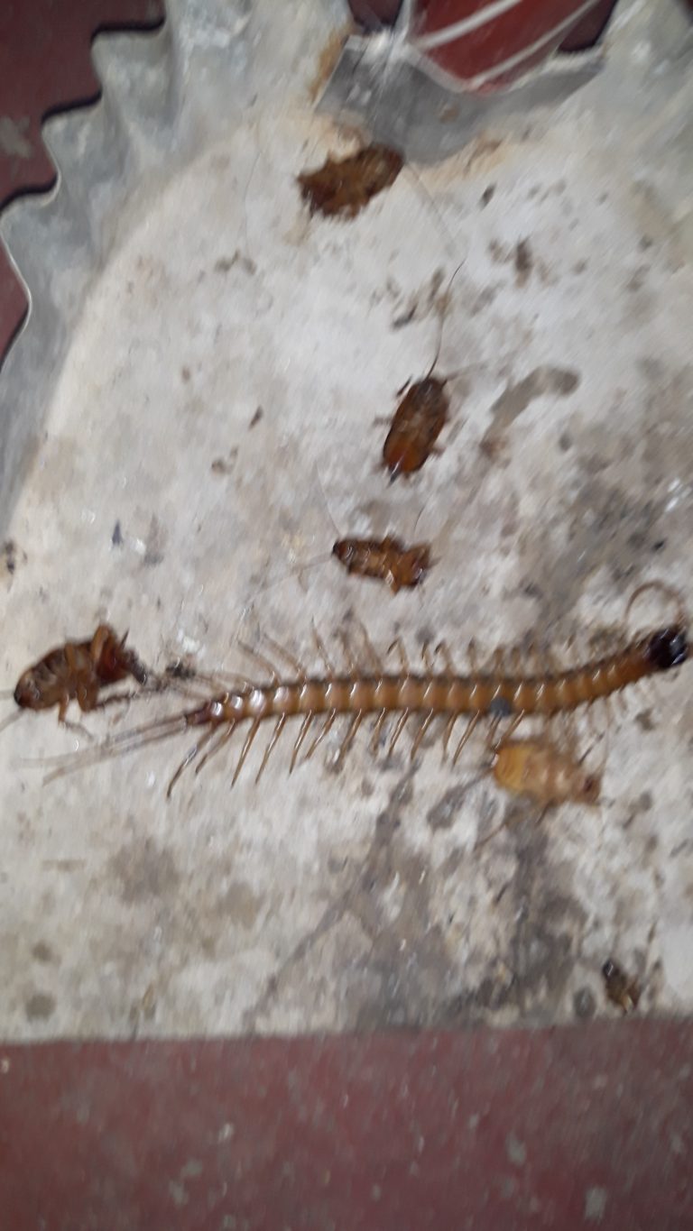 Baratas e Lacraias